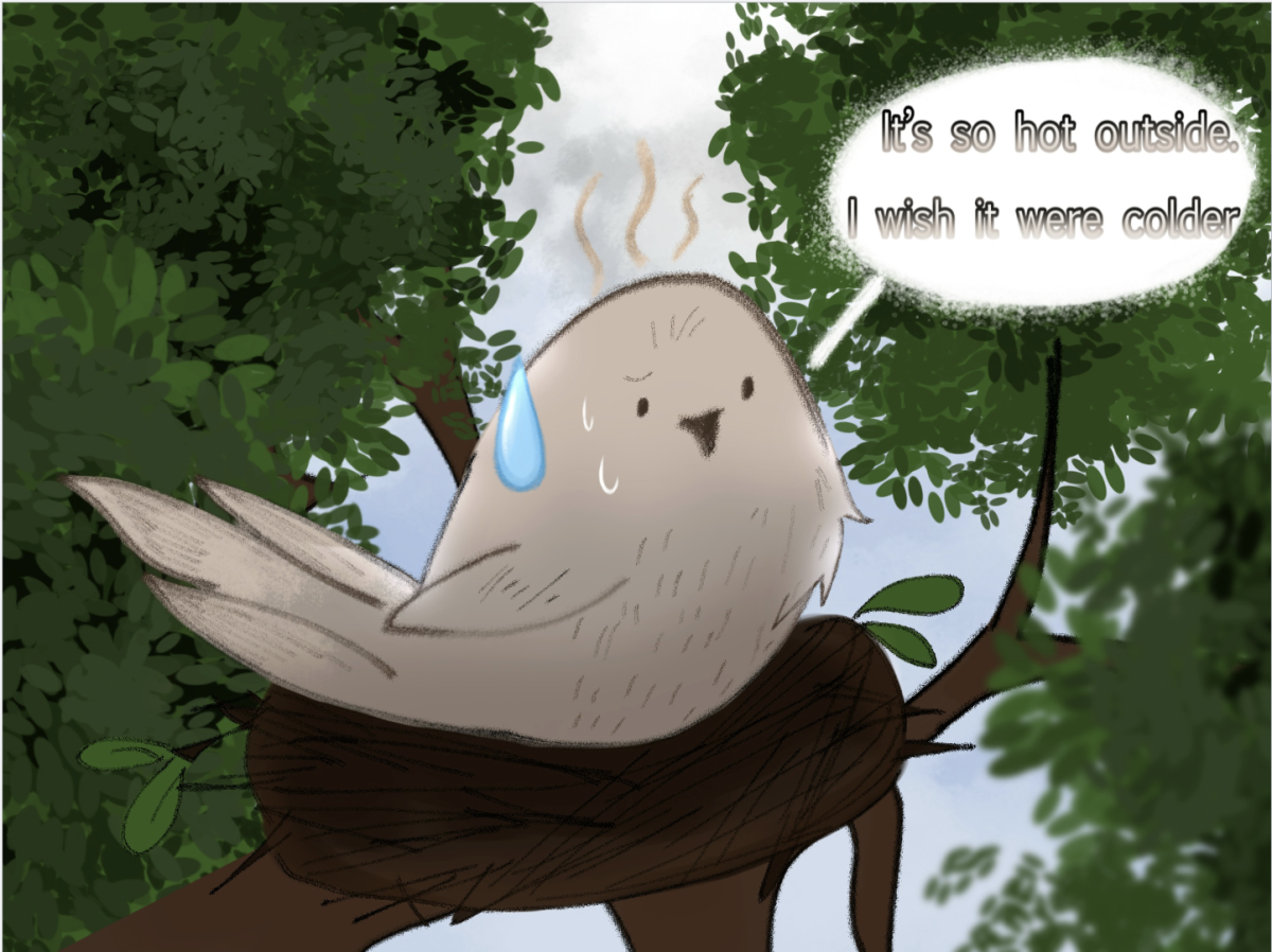 Mourning Dove